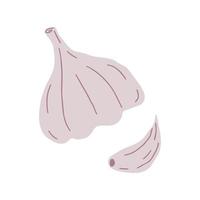 A head of fresh garlic and a vegetable clove. Healthly organic food. Hand drawn flat vector illustration isolated on white background