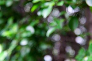 Abstract nature blurred  bokeh green leaves background, Abstract bokeh light photo