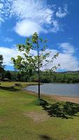 el viento sopla un pequeño árbol sobre la hierba verde foto