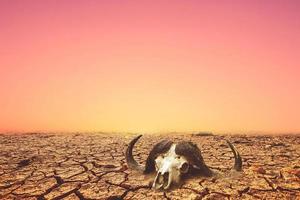 Skulls of animals that die from dehydration and drought. Drought concept. The concept of drought, global warming and the environment. photo