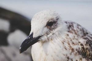 muchas aves en la costa del mar, cierran la imagen de la vida salvaje foto