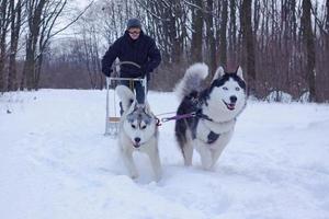 Siberian Husky dogs are pulling a sledge with a man in winter forest photo