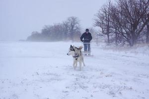 Siberian Husky dogs are pulling a sledge with a man in winter forest photo