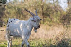 Goats eating grass in summer outdoor, goats grazing in meadow photo