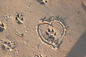 huella de perro en la arena mojada y el corazón a su alrededor foto