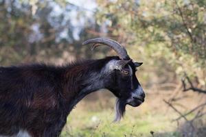 Goats eating grass in summer outdoor, goats grazing in meadow photo