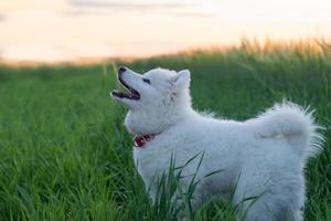 beautiful white samoyed husky playing on the green fields photo