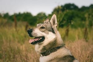 Pictures of grey wolf dog,russian hunting dog , west siberian laika posing in fields photo