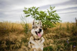 Pictures of grey wolf dog,russian hunting dog , west siberian laika posing in fields photo