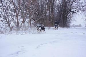 Siberian Husky dogs are pulling a sledge with a man in winter forest photo