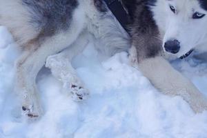 perros de trineo en la nieve, carreras de perros husky siberianos en el bosque de invierno foto