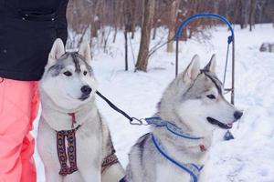 Sledge dogs in snow, race siberian husky dogs in winter forest photo