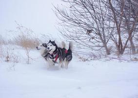 Sledge dogs in snow, race siberian husky dogs in winter forest photo