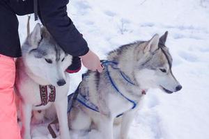 Sledge dogs in snow, race siberian husky dogs in winter forest photo