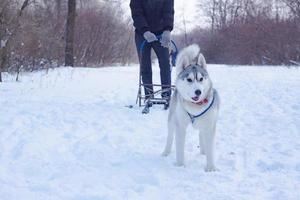 Siberian Husky dogs are pulling a sledge with a man in winter forest photo