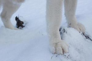 Sledge dogs in snow, race siberian husky dogs in winter forest photo