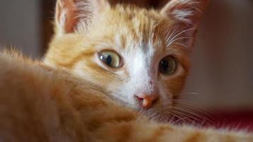 an orange cat sleeping and playing in a natural house photo