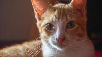 an orange cat sleeping and playing in a natural house photo