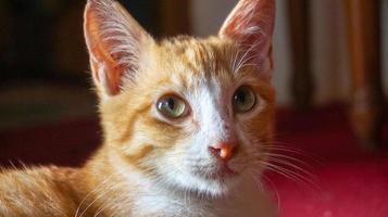 an orange cat sleeping and playing in a natural house photo