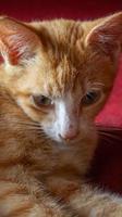 an orange cat sleeping and playing in a natural house photo