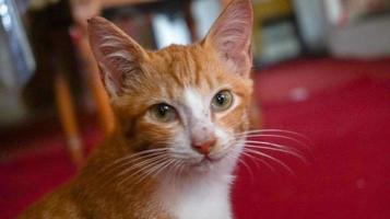 an orange cat sleeping and playing in a natural house photo