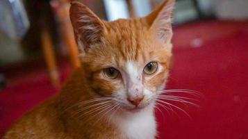 an orange cat sleeping and playing in a natural house photo