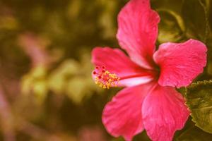 red Hibiscus Rosa Sinensis flower. Malaysia national flower nature background. photo
