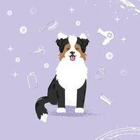 The cute dog with bubbles in kawaii, flat vector style. Illustation of pet grooming for content, label, banner,graphic and greeting card. Aussie. Australian shepherd. Border collie.
