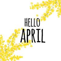 Illustartion spring flowers yellow mimosa with text Hello April vector