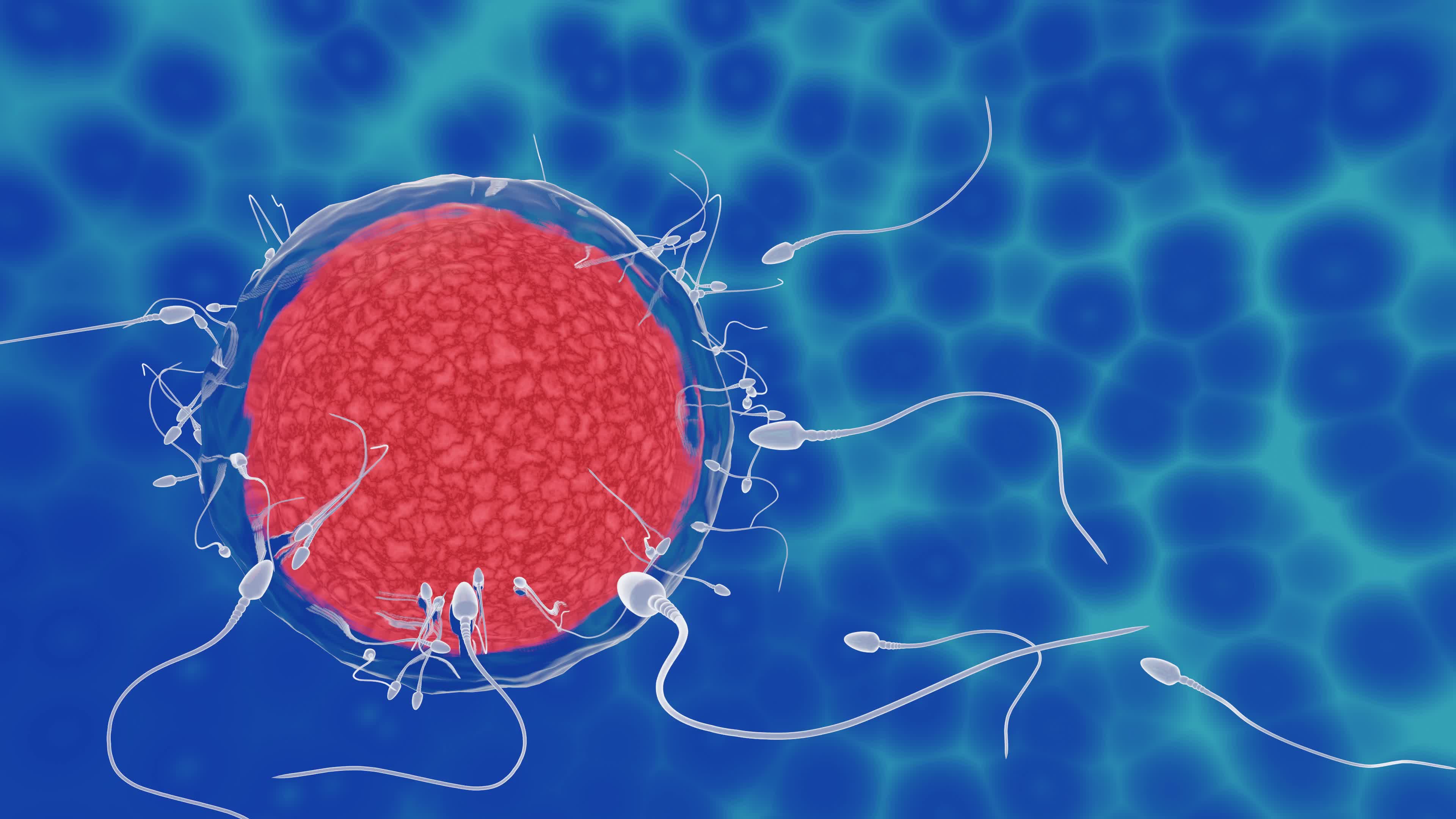 The sperm fertility from men's cum is directed towards the egg bubble after  sex. To do human mating. A pre-fertilization model between an egg and a  sperm. 3D Rendering 7049198 Stock Video