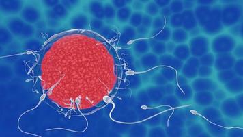 The sperm fertility from men's cum is directed towards the egg bubble after sex. To do human mating. A pre-fertilization model between an egg and a sperm. 3D Rendering video