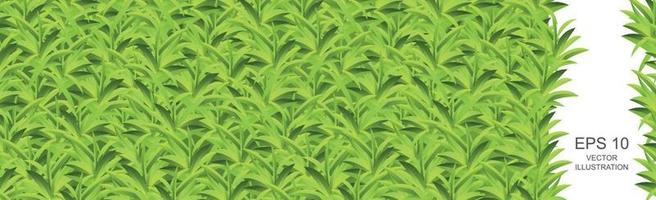 Realistic light green grass meadow panoramic background pattern texture - Vector