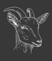 Goat head vector line art illustration on black background