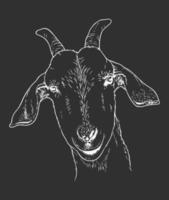 Goat head shot line art illustration on black background vector