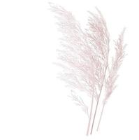 ilustración vectorial de la hierba de la pampa. rama crema de hierba seca. panícula cortaderia selloana américa del sur, cabeza de flor de pluma plumesstep. color rosa suave. plantilla para una tarjeta de boda. vector