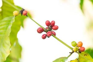 coffee seeds blur background photo