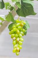 fake green grapes photo