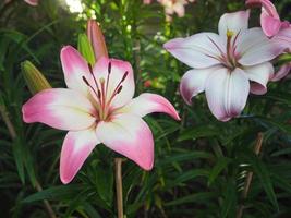 Close-up of beautiful pink lily are blooming in the garden