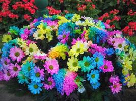 Beautiful of multi colored daisy flowers pattern photo