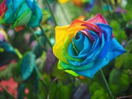 Close-up of beautiful rainbow rose are blooming in the garden photo
