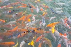 Tilapia and Koi fish or Fancy carp fish swimming waiting for food in the pond. photo