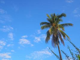 el cocotero tiene cielo y nubes como fondo hermoso foto