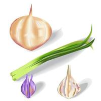 Onions Set Vector Illustration