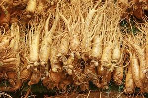 raíz de ginseng coreano. el ginseng se ha utilizado en la medicina tradicional foto