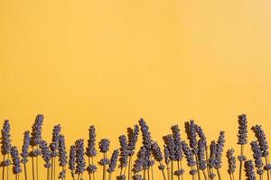 Dry lavender row on yellow background photo