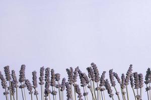 Dry lavender row on blue violet background photo