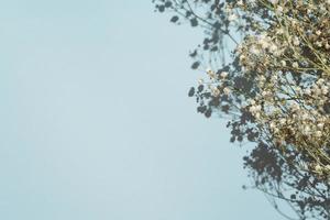 aliento de bebé gypsophila sobre fondo azul con sombra foto