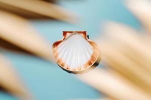 Scallop seashell on blue background with dry palm leaves photo