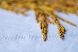 la semilla de arroz colocada sobre la tela blanca. foto