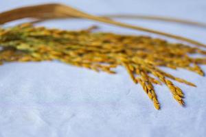 The rice seed placed on the white cloth. photo